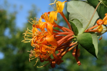 another view of the flowering vine