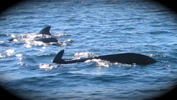 Whales of Cheticamp