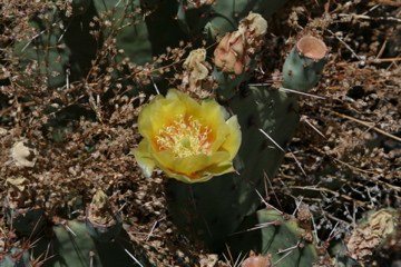 Canyon Cactus