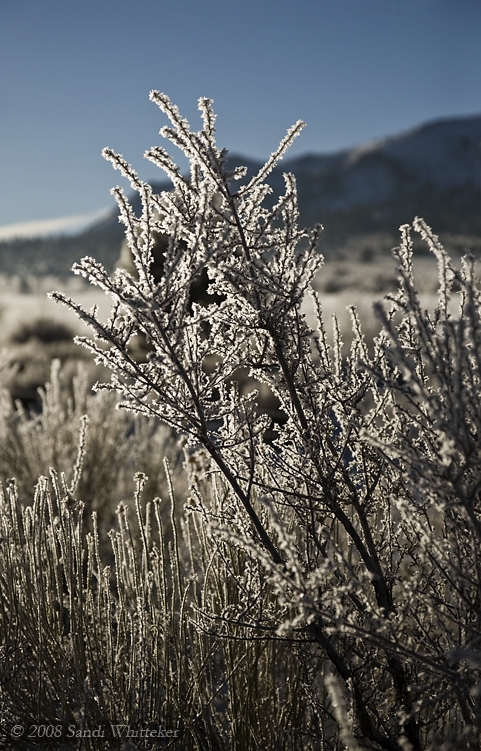 Sparkling Hoar Frost