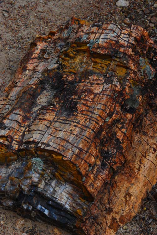 Wondeful Example of Petrified Wood Along the Trail