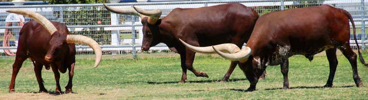 longhorns... in Temecula, CA?