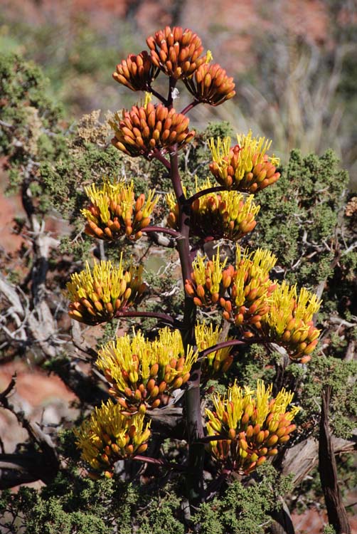 Beautiful Century Plant Bloom