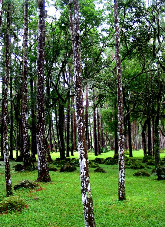 Forest in El Valle