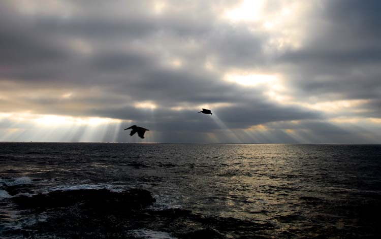 Silver Lining, with Pelicans