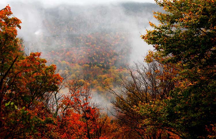 Through the Mist