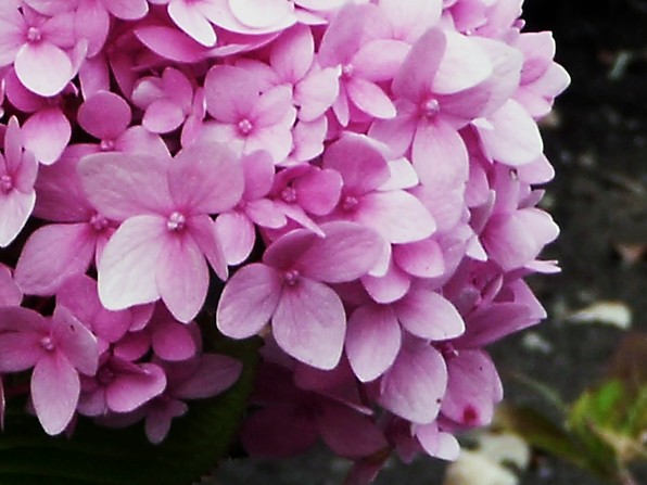 LEX 043a.jpg