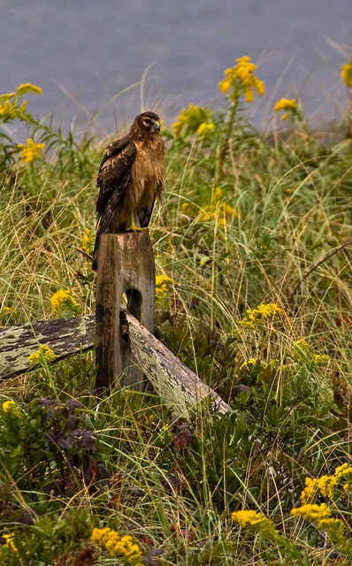 hawk2.jpg