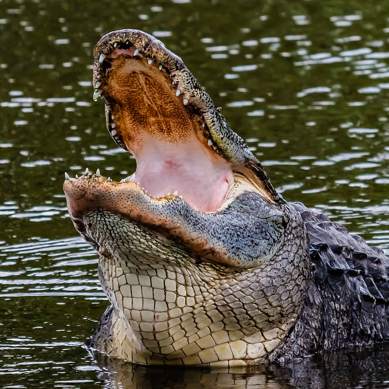 _MG_41495crop.jpg