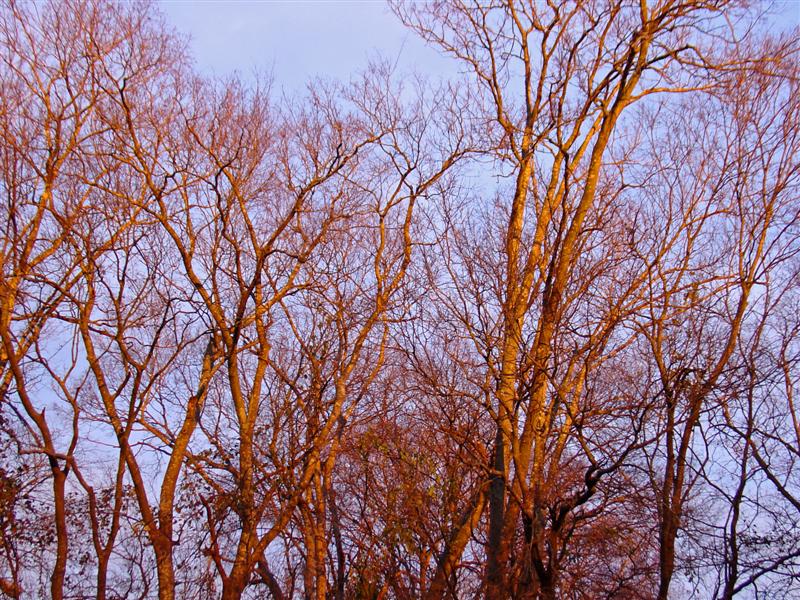 Setting sun on trees, late fall