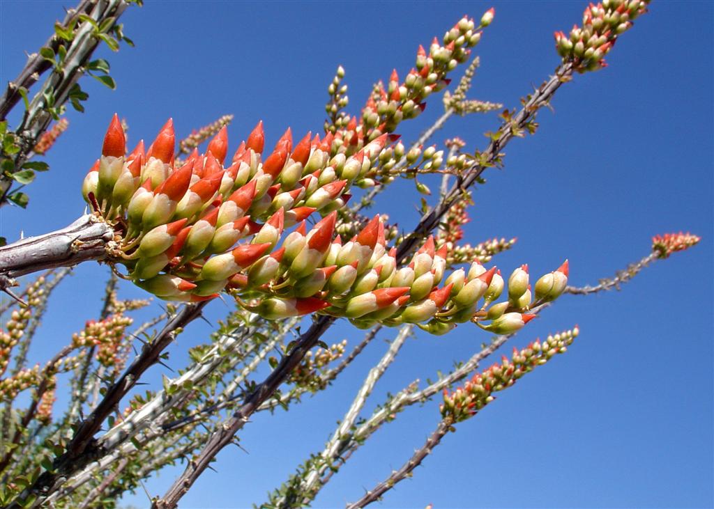 Early spring blooms of the Ocotillo