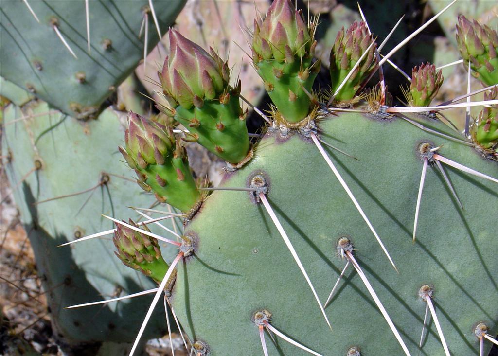 A prickly pear cactus about to bloom