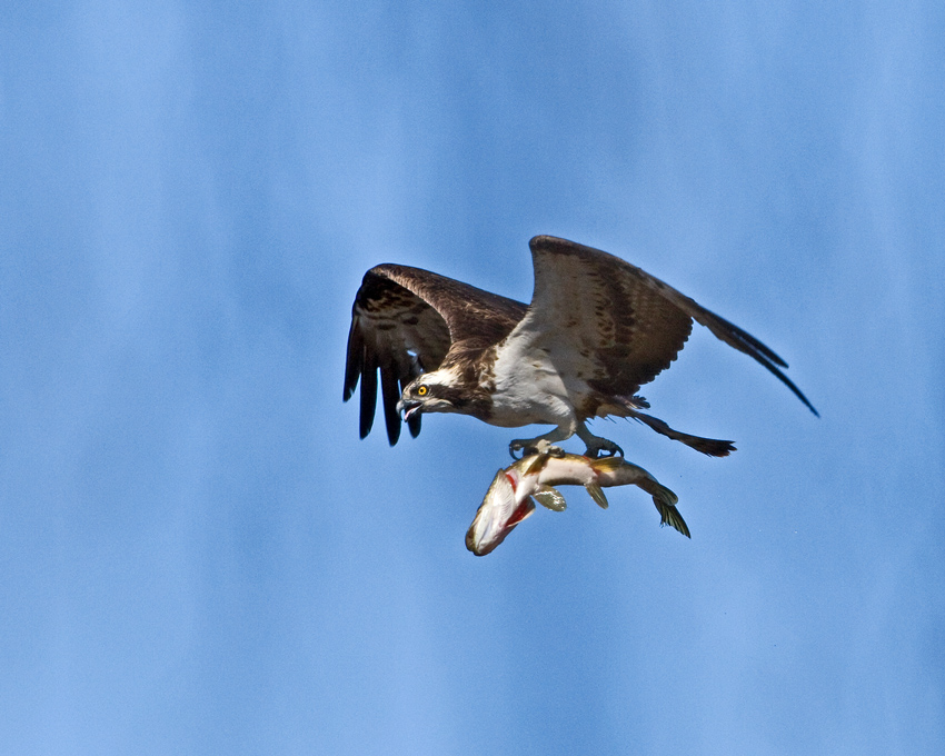 Osprey (Pandion haliaetus)