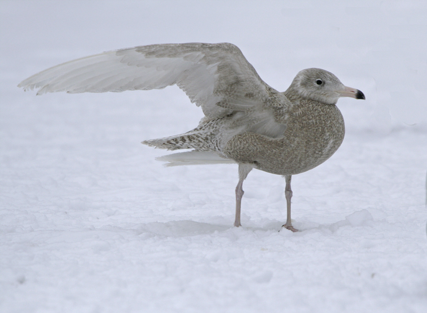 Glaucous Gull (Larus hyperboreus)