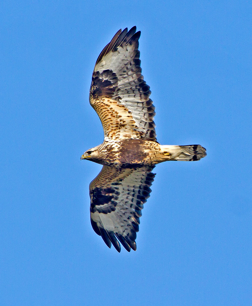 Rough-legged Buzzard (Buteo lagopus) 