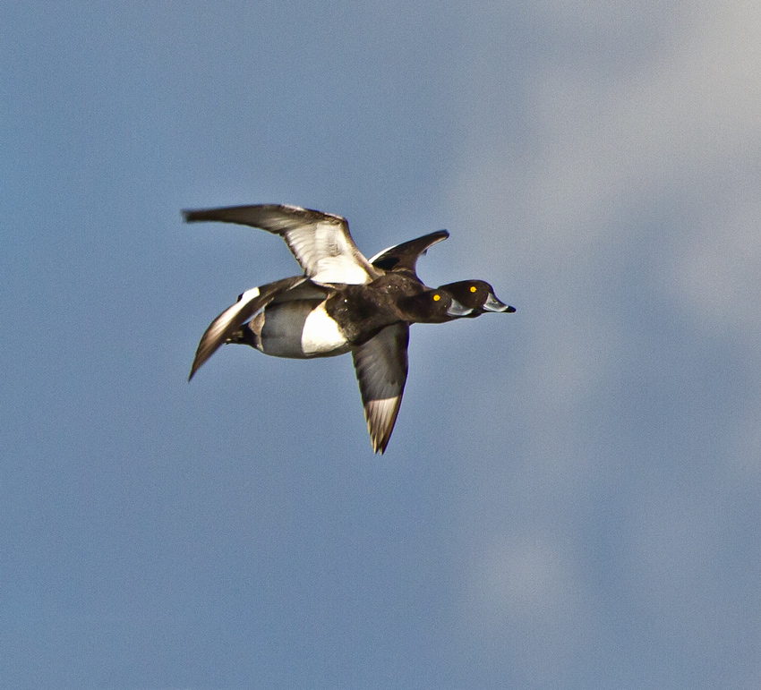 Tufted Duck (Aythya fuligula)