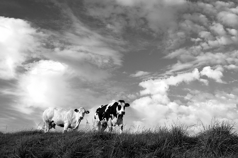 Clouds and Cows