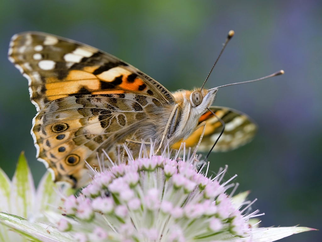 Painted lady  -   Distelvlinder