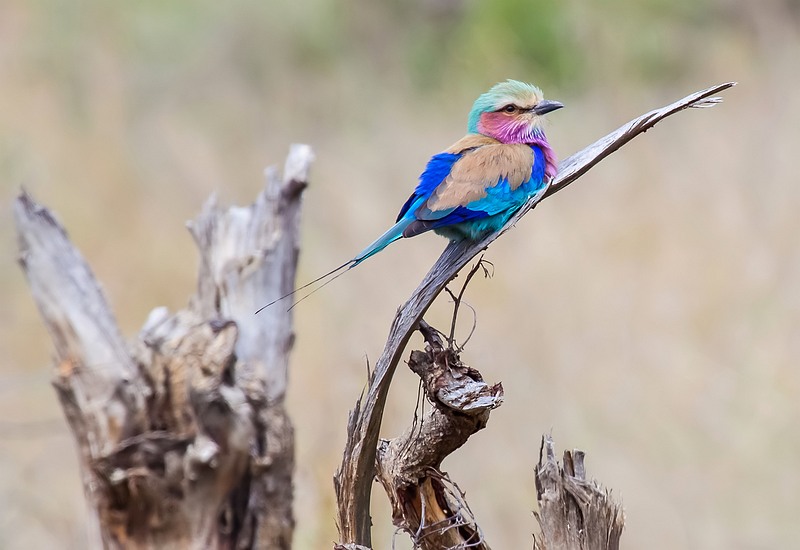 Lilacbreasted roller