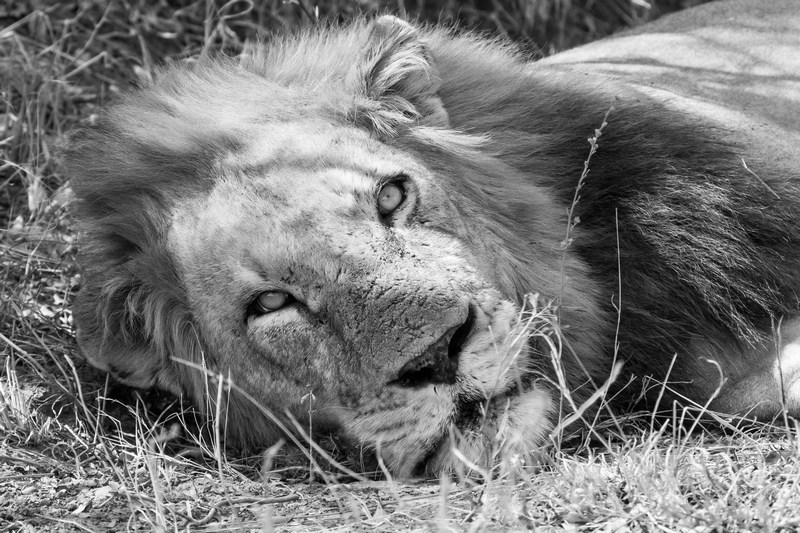 Lazy lion