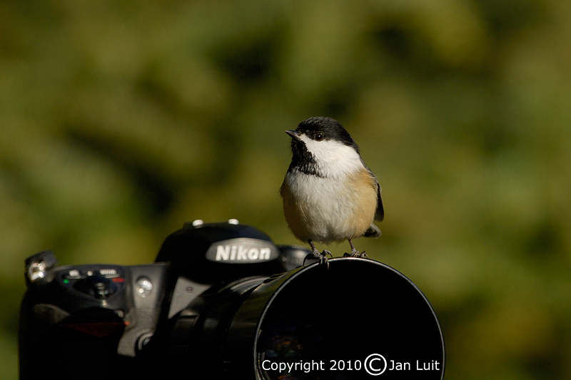Black-capped Chickadee
