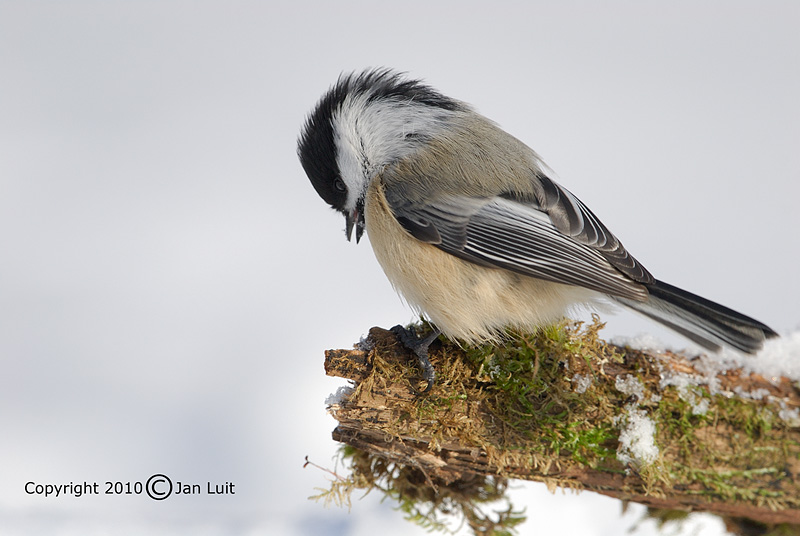 Black-capped Chickadee - Poeclie atricapillus - Amerikaanse Matkop