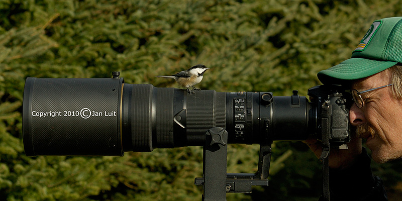 Black-capped Chickadee - Poeclie atricapillus - Amerikaanse Matkop