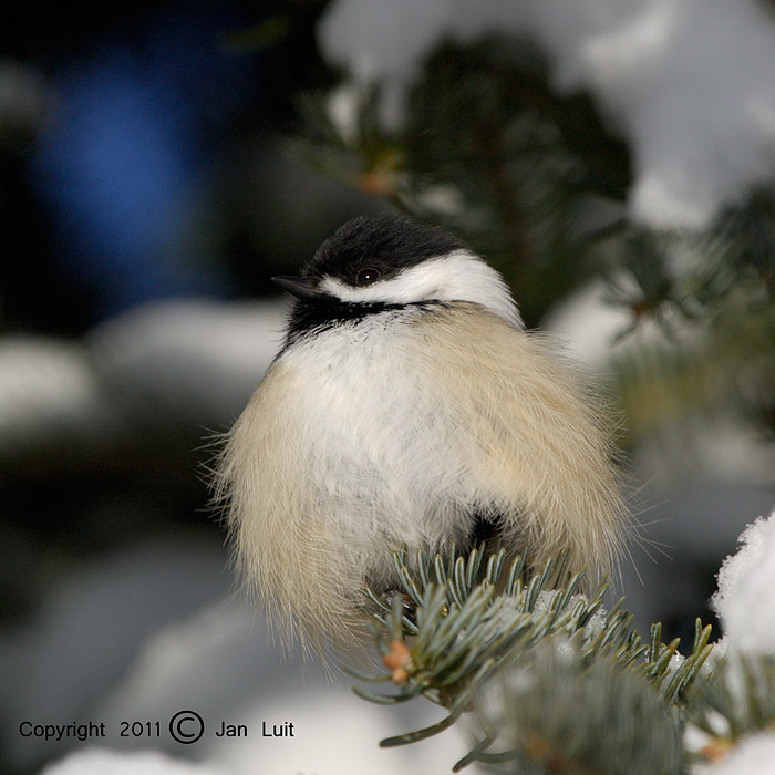 Black-capped Chickadee - Poeclie atricapillus - Amerikaanse Matkop
