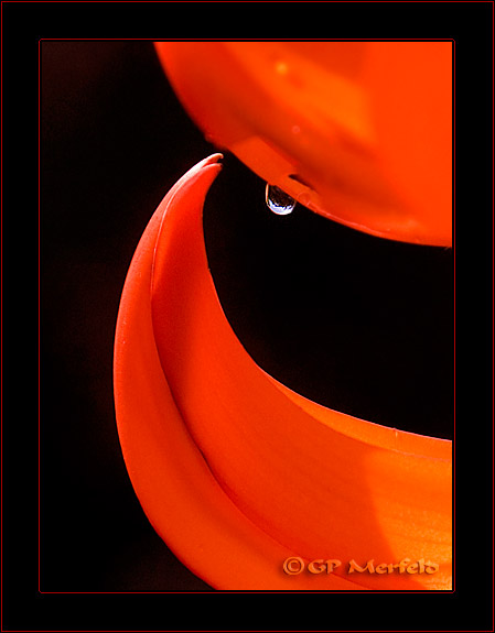 Kiss: Red Jade Vine
