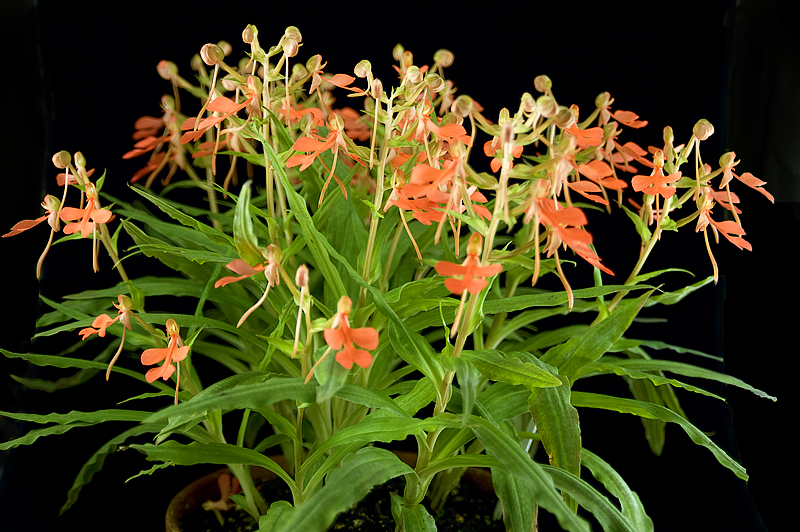 Habenaria rhodocheila Sweetbay AM/AOS