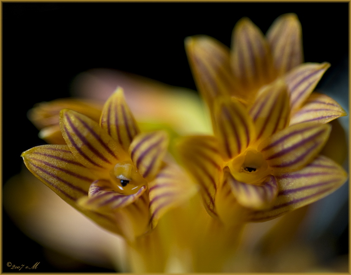 Dendrobium bullenianum