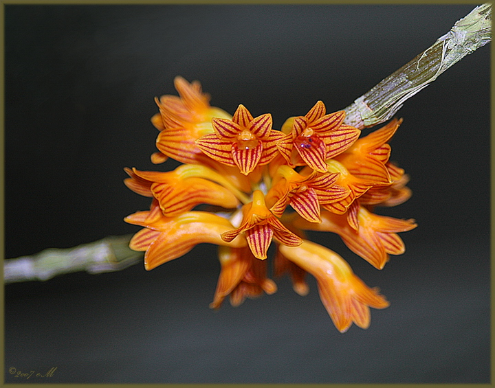 Dendrobium bullenianum