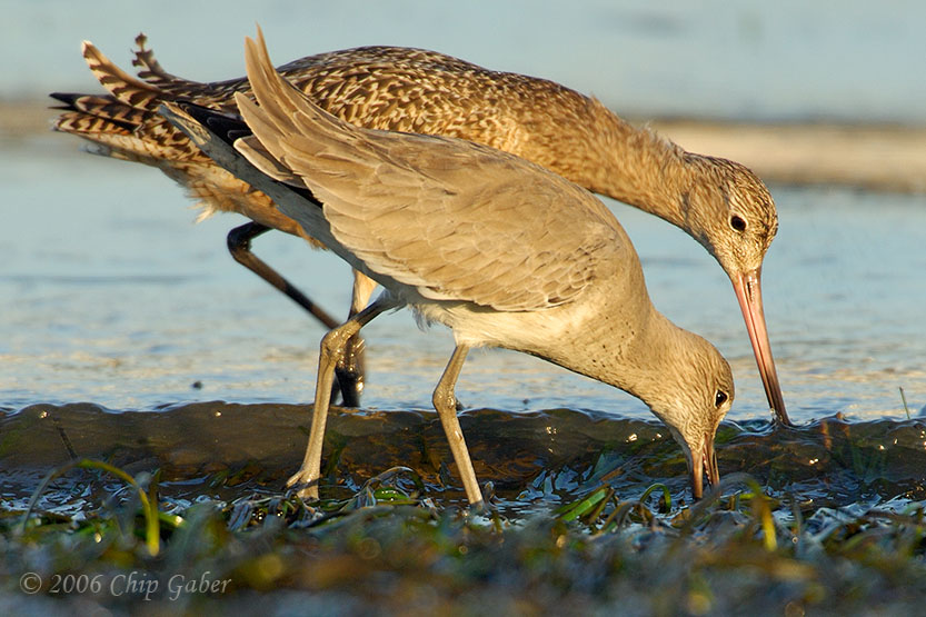 Marbled Godwit and Willet