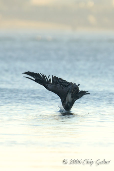 Brown Pelican dive bomb2