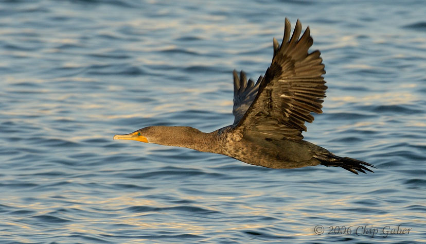 Double crested Cormorant