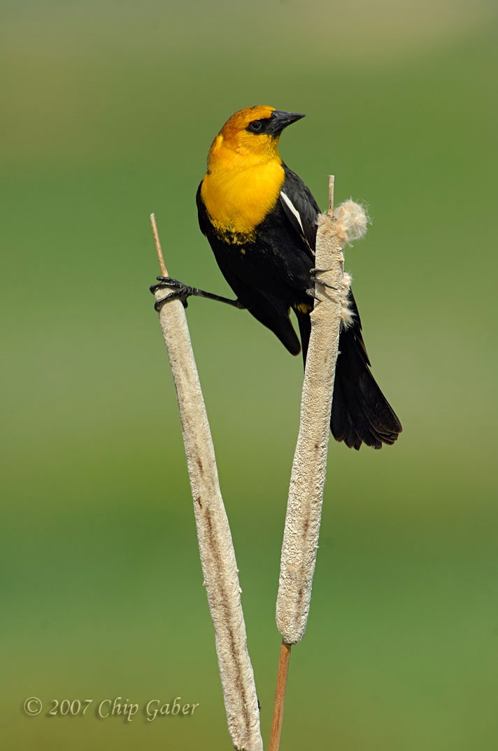Yellow-headed black bird