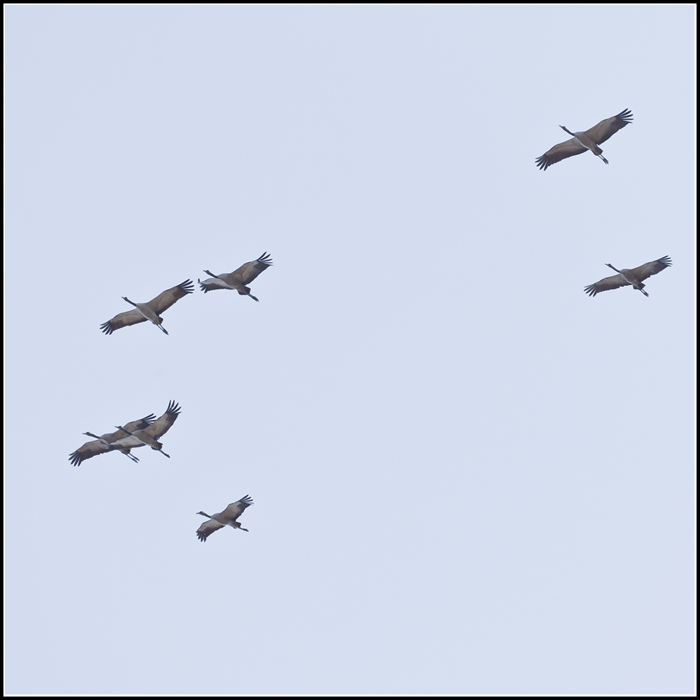 Cranes  (syncronized flying)