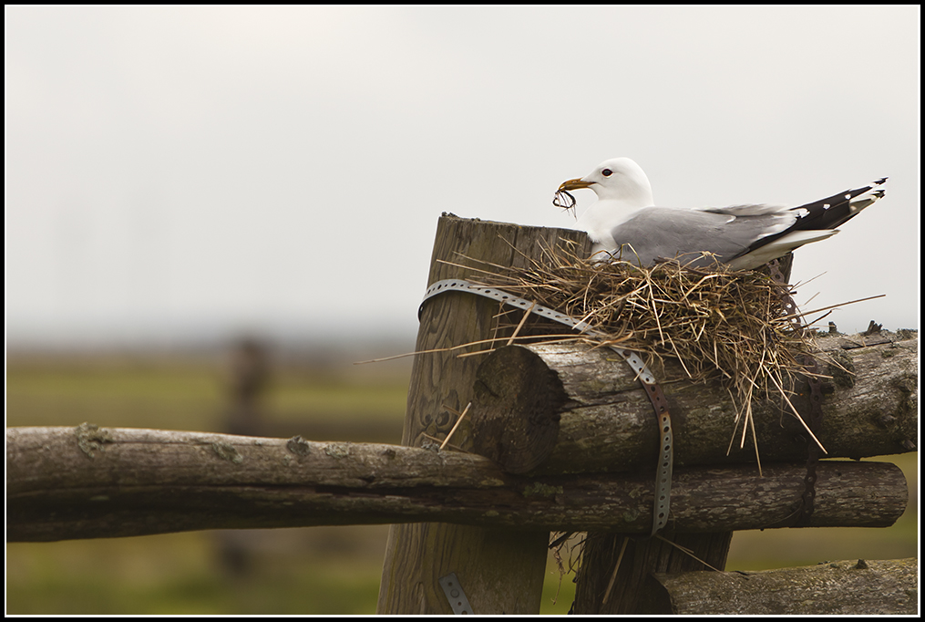 Gulls Nest