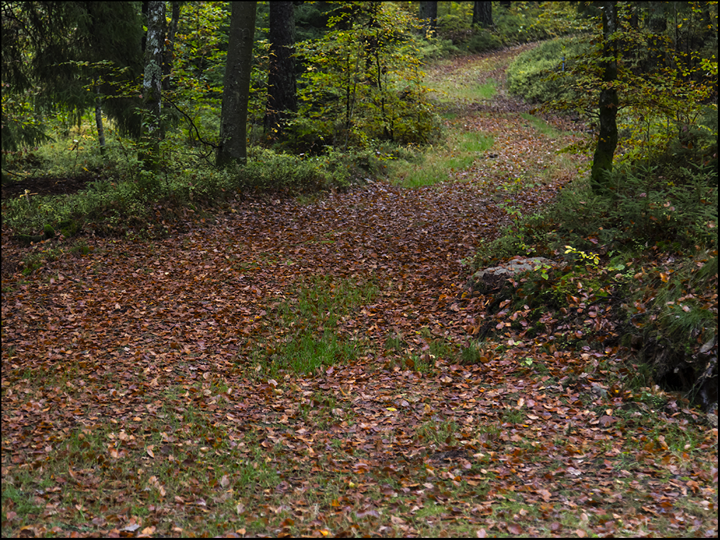 Path in a forest