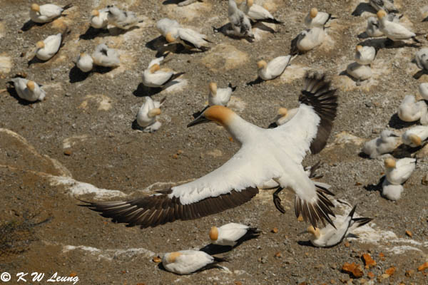 Gannet (DSC_6631)