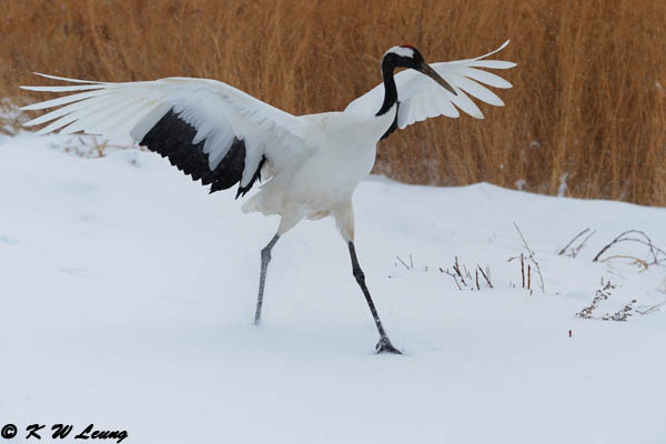 Red-Crowned Crane DSC_9358