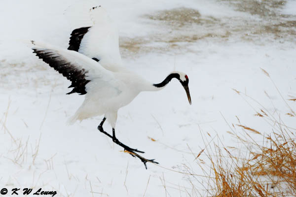 Red-Crowned Crane DSC_9212