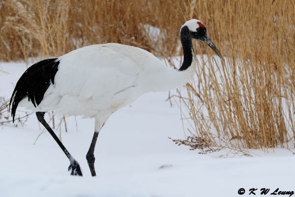 Red-Crowned Crane DSC_9360