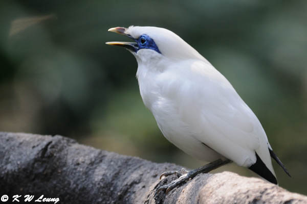 Bali Myna DSC_4964