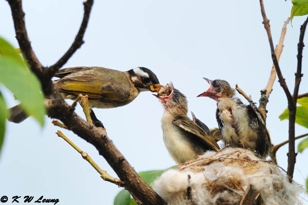 Chinese Bulbul DSC_7480