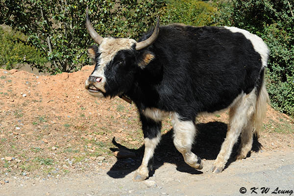 Yak DSC_8741