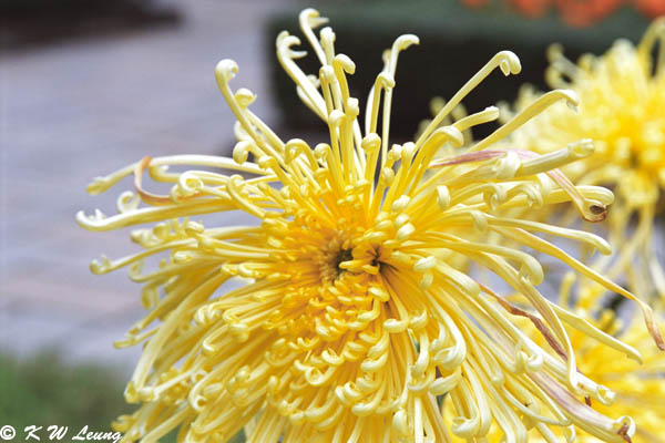 Chrysanthemum 06