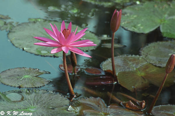 Water Lily