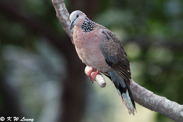 Spotted Dove 05