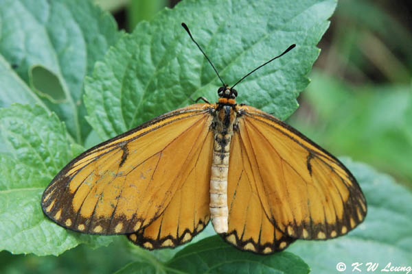 Acraea issoria DSC_7462